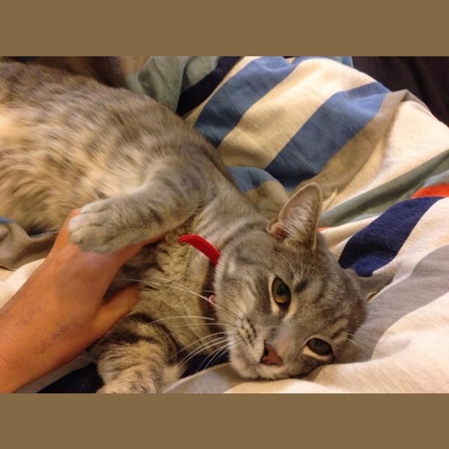 Photo of Scout   Perfect For The Elderly 