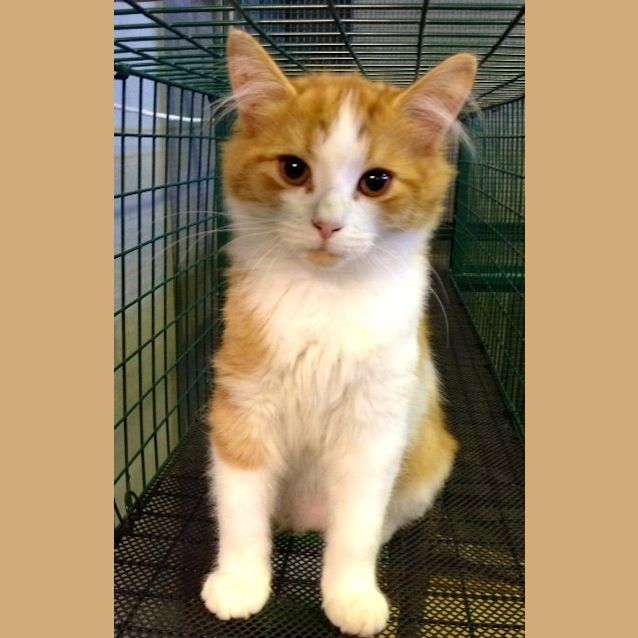 Photo of Xavier (Squawks Pet Store)