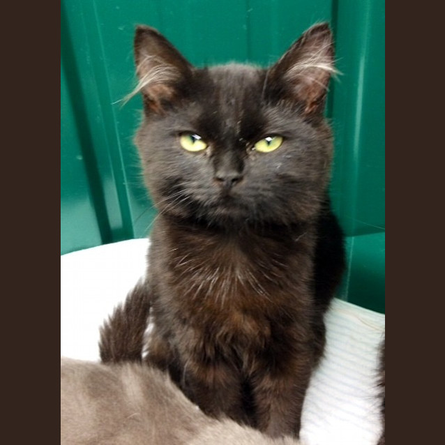 Photo of Lola (Squawks Pet Store)
