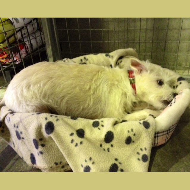 Photo of Izzy (Squawks Pet Store)
