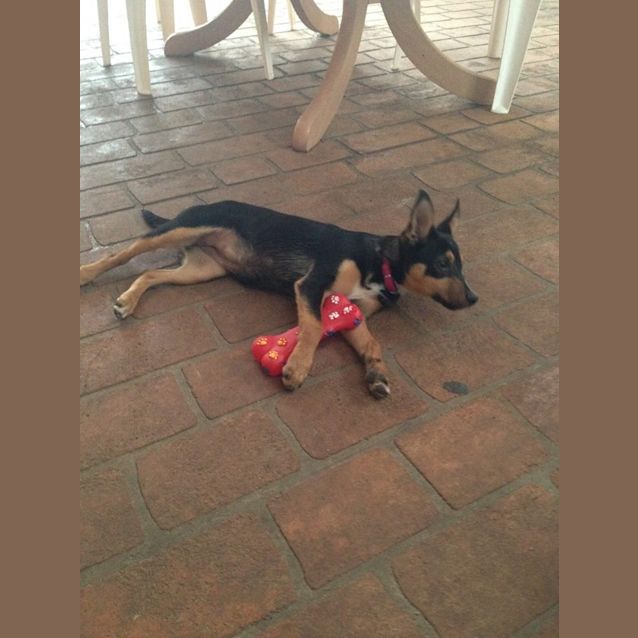 Photo of Beautiful Sadie 16 Week Old Puppy!