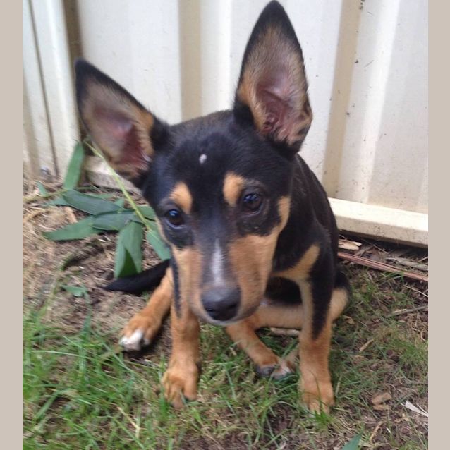 Photo of Beautiful Sadie 16 Week Old Puppy!