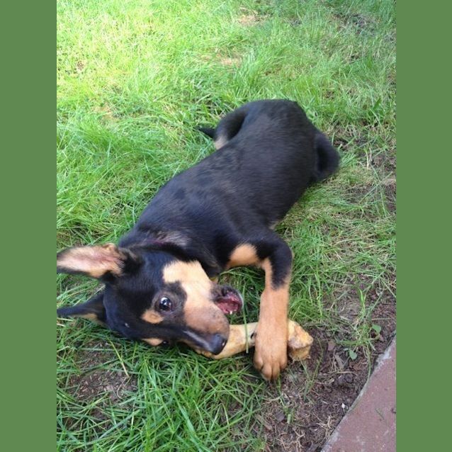 Photo of Beautiful Sadie 16 Week Old Puppy!