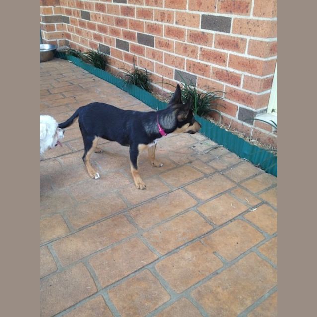 Photo of Beautiful Sadie 16 Week Old Puppy!