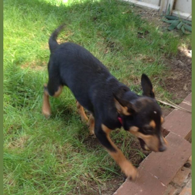 Photo of Beautiful Sadie 16 Week Old Puppy!