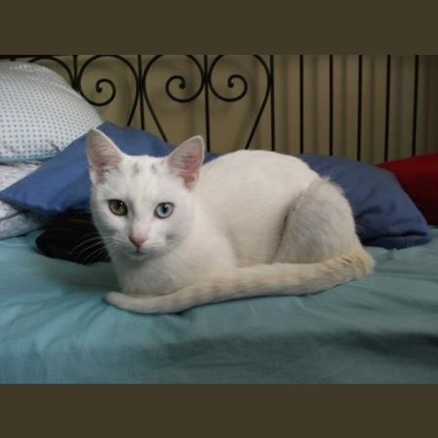 Photo of Quote   Assisted Rehoming 