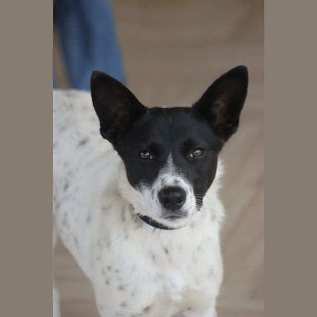 Photo of Pepsi