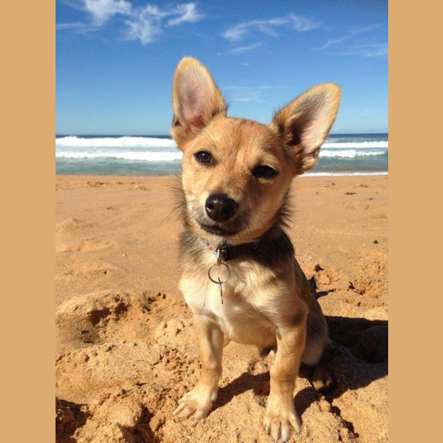 Photo of Riley