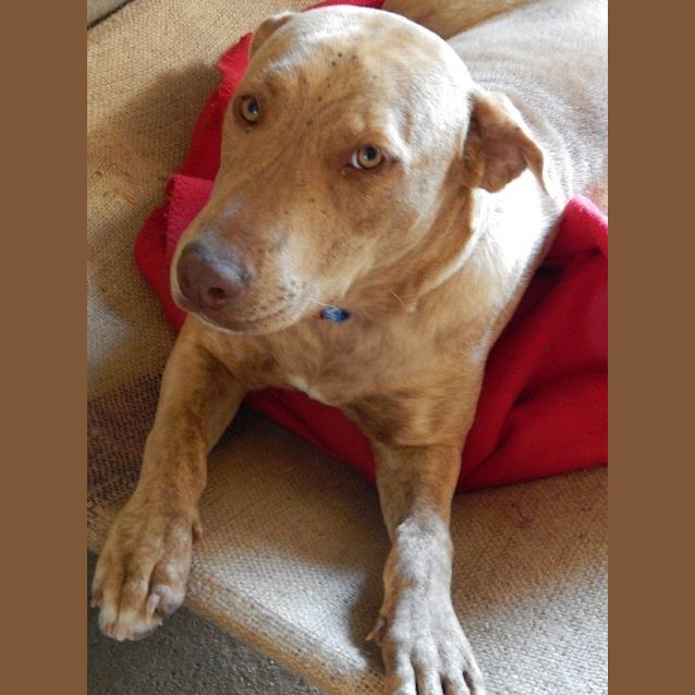 Photo of Trixie