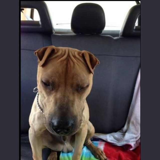Photo of Ace
