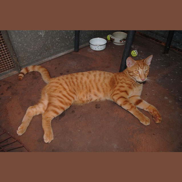 Photo of Az **Adopted**