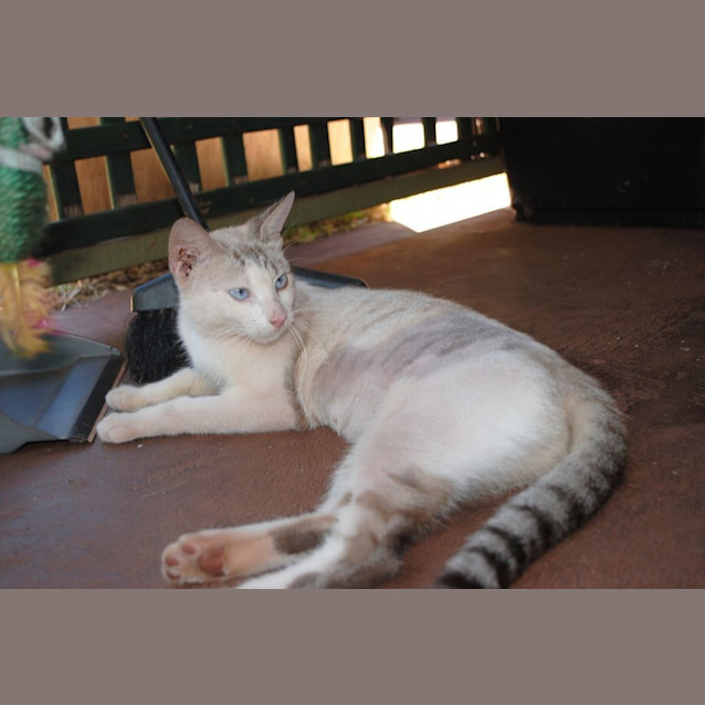 Photo of Tamara (Be C18986) *Adopted*