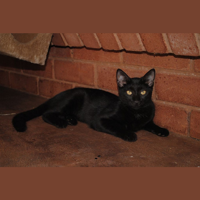 Photo of Kitty