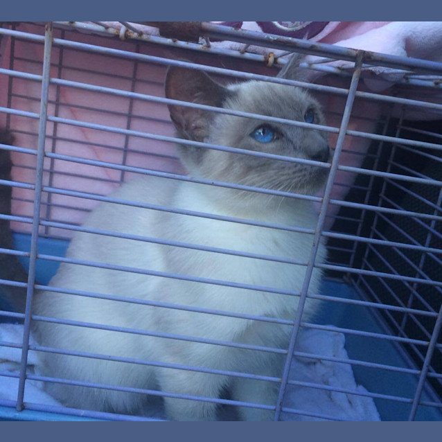 Photo of Romeo