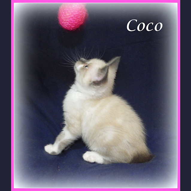 Photo of Coco