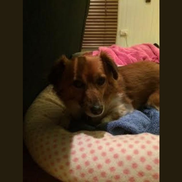 Photo of Daisy