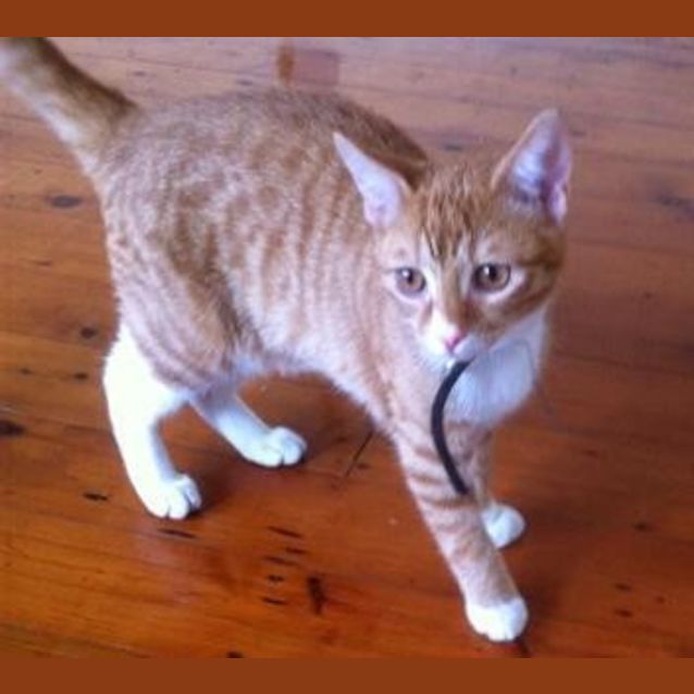 Photo of Ginger Ninja
