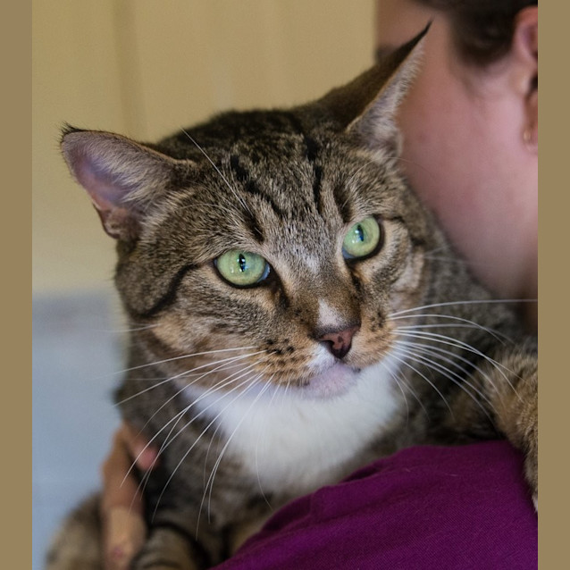 Photo of Tigger