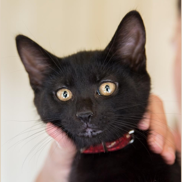 Photo of Akira