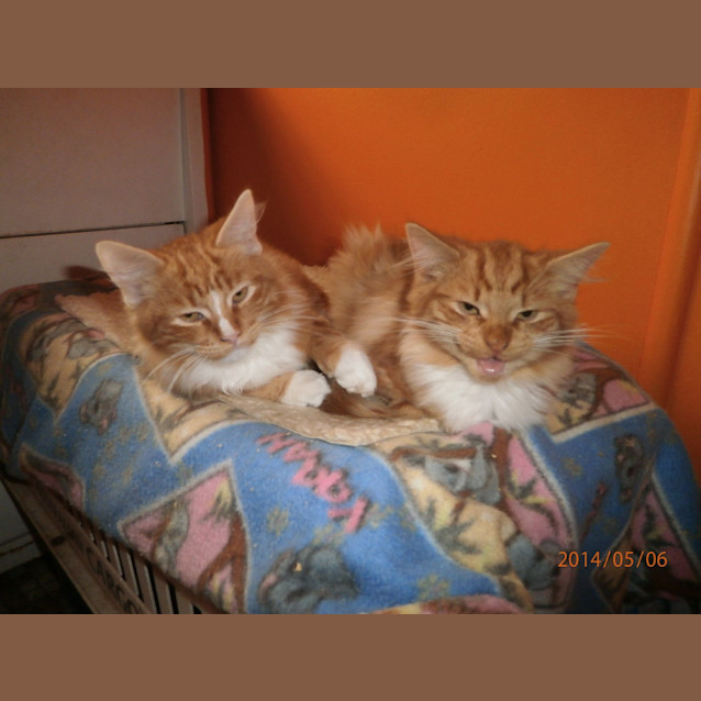 Photo of Treacle & Toffee