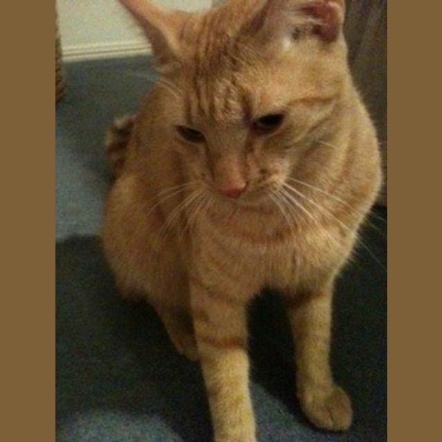 Photo of Mr Meow