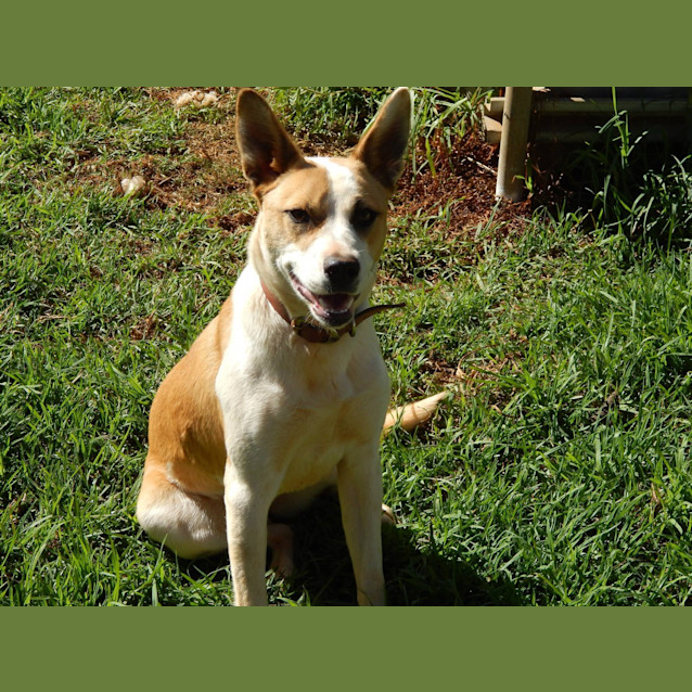 Photo of Nova