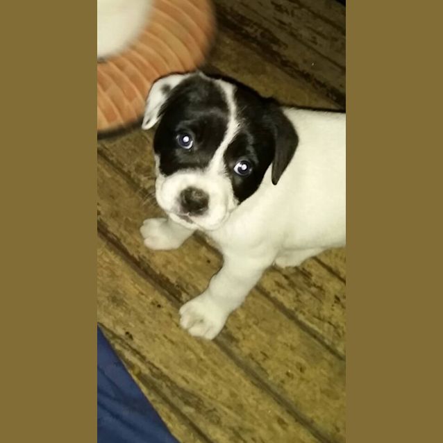Photo of Xena