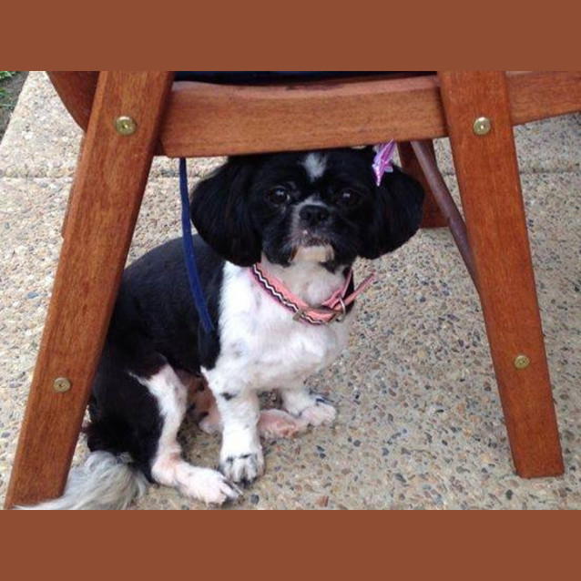 Photo of Moo