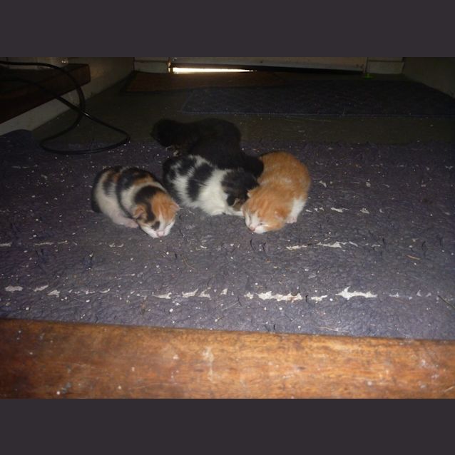 Photo of Pebbles (Flinstone)   Kitten