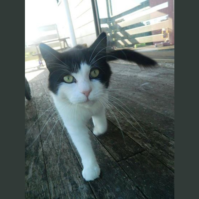 Photo of Sylvester