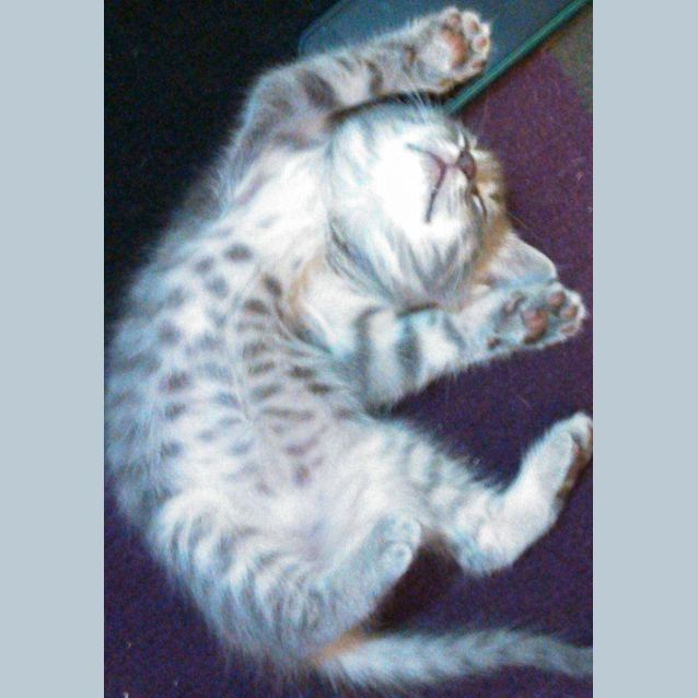 Photo of Newton
