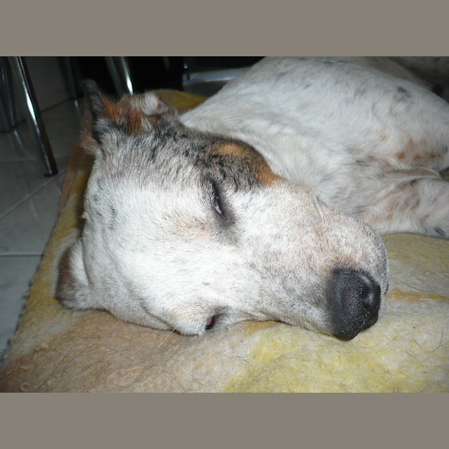 Photo of Charlie