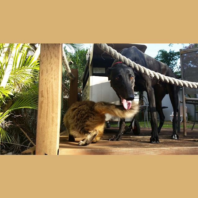 Photo of Cat Friendly "Alan"..Alan..Alan (Brisbane Based)