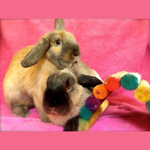 Photo of Penny & Cinnamon