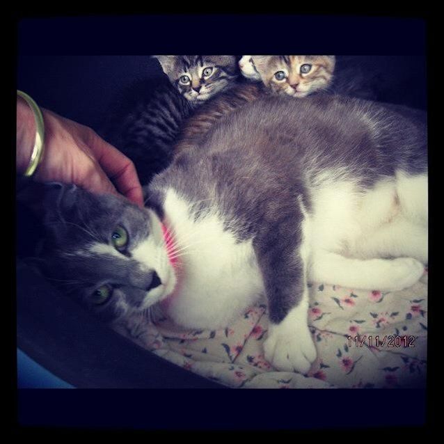Photo of "Serena"   Purrfect Match