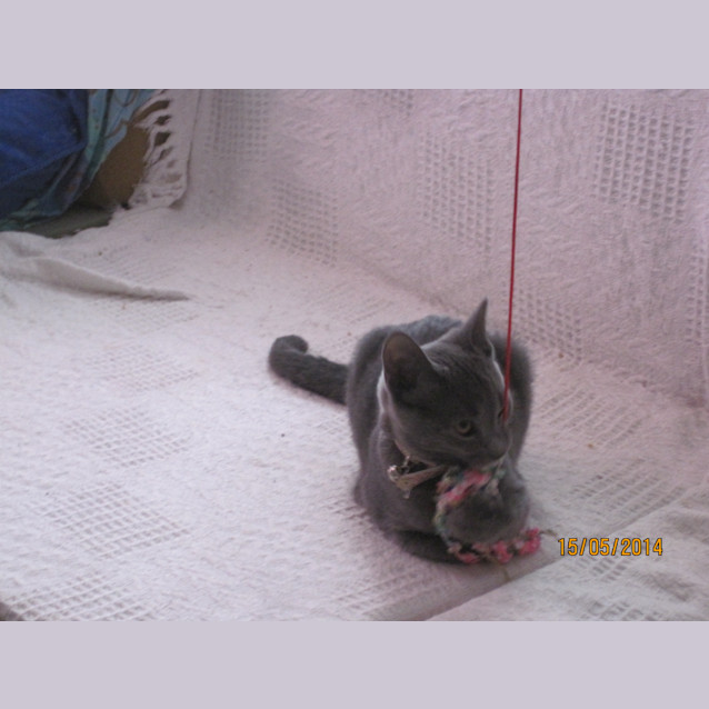 Photo of Pumpkin