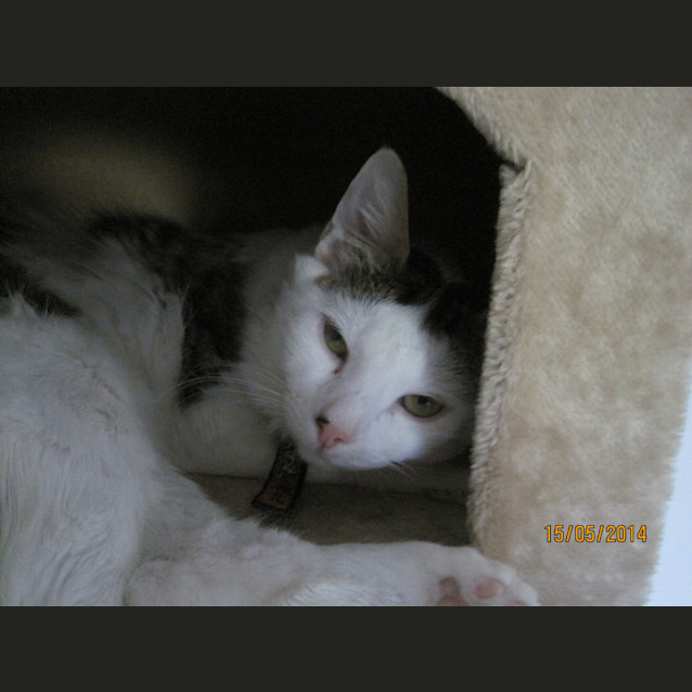 Photo of Basil
