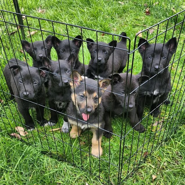 Photo of Kali
