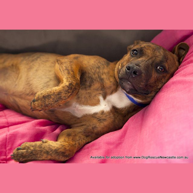 Photo of Rusty (Adopted May 2014) ~ Puppy