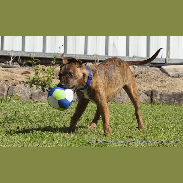 Photo of Rusty (Adopted May 2014) ~ Puppy