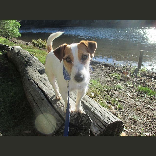 Photo of Buddy E1132