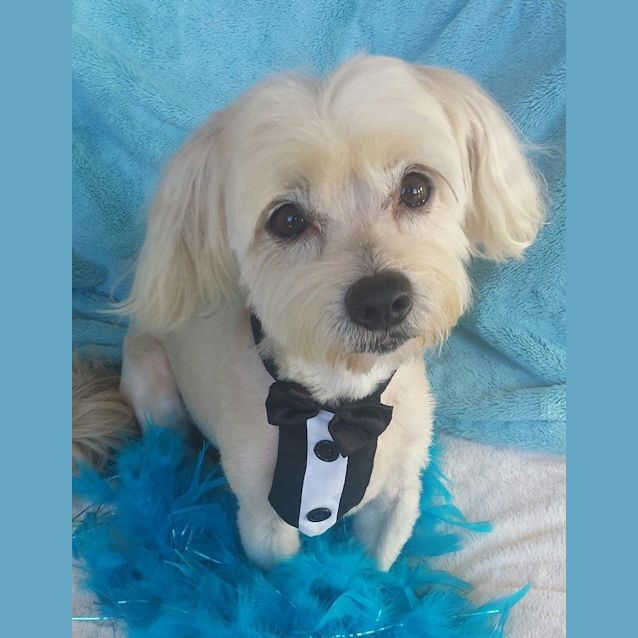 Photo of Moki
