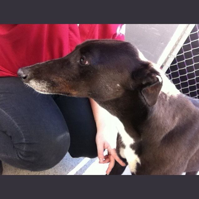 Photo of Sedate "Spot".  Brisbane Based