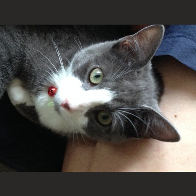 Photo of "Dexter" Purrfect Match