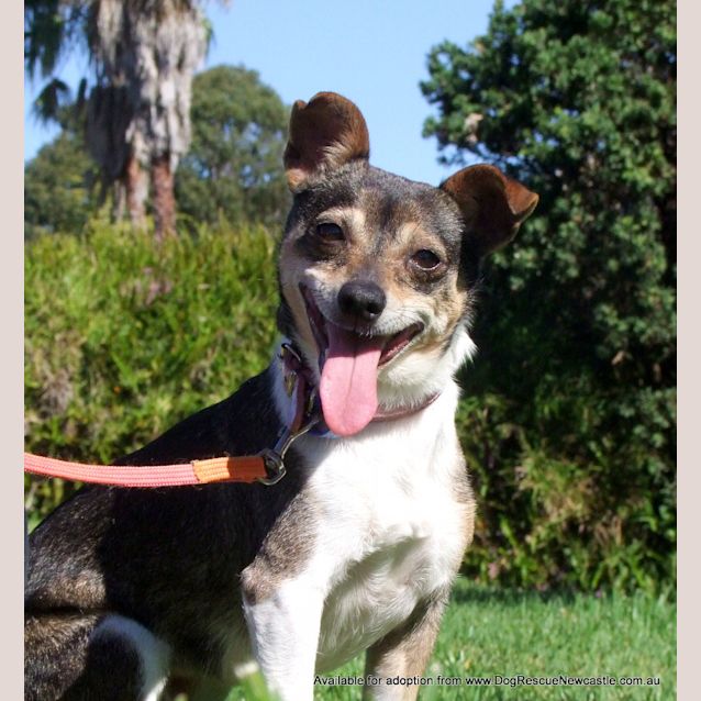 Photo of Wynnie (On Trial 6/12/14)~ Mini Foxy