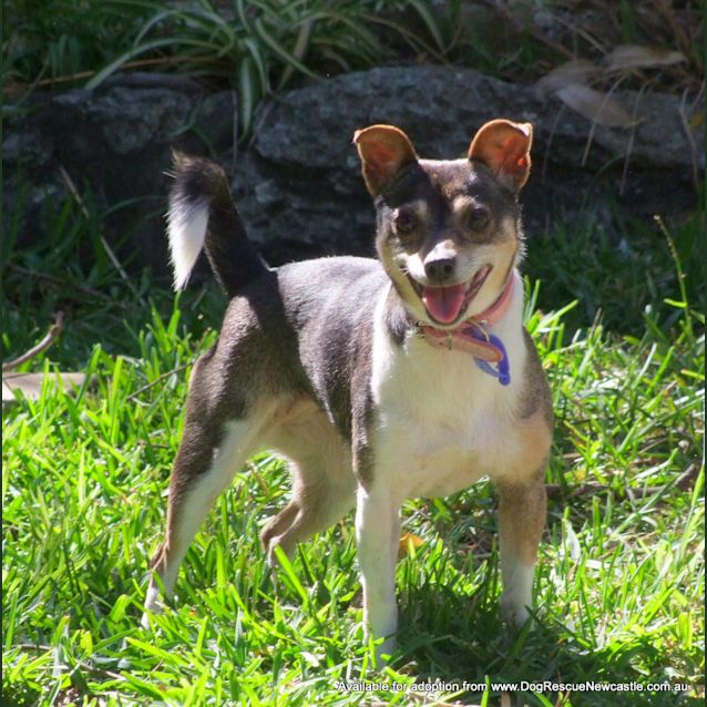 Photo of Wynnie (On Trial 6/12/14)~ Mini Foxy