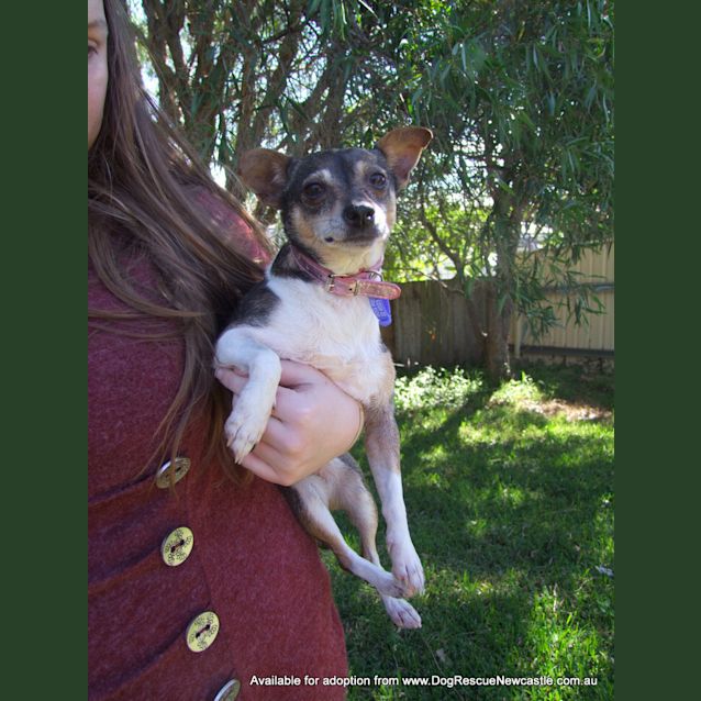 Photo of Wynnie (On Trial 6/12/14)~ Mini Foxy