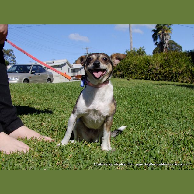 Photo of Wynnie (On Trial 6/12/14)~ Mini Foxy
