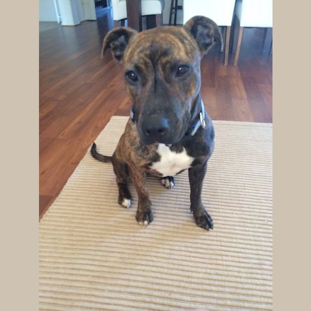 Photo of Chilli Loves To Chill And Play Ball