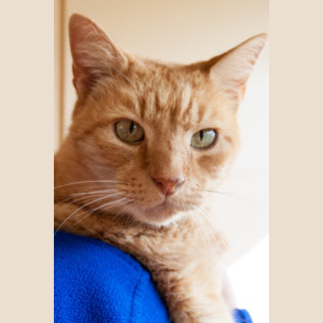 Photo of Teeko